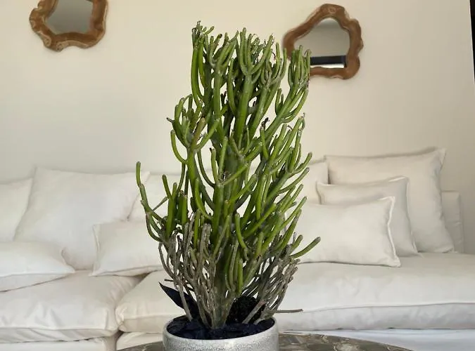 Aparthotel Casaceccu Vespa Monticello